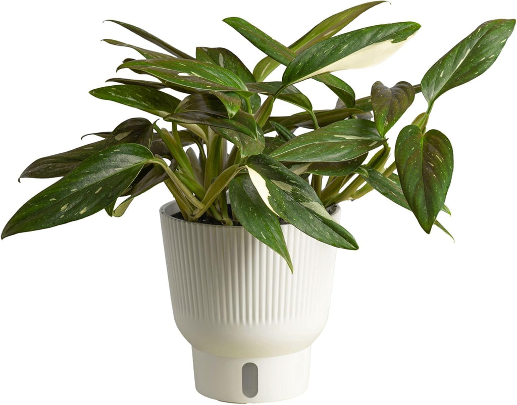 Monstera Cobra Live Plant in 6-Inch Self-Watering Houseplant Pot A8172