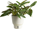 Monstera Cobra Live Plant in 6-Inch Self-Watering Houseplant Pot A8172