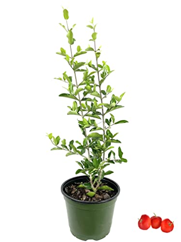 Live Plant in a 6 Inch Grower's Pot Edible Fruit Bearing Tree W16356