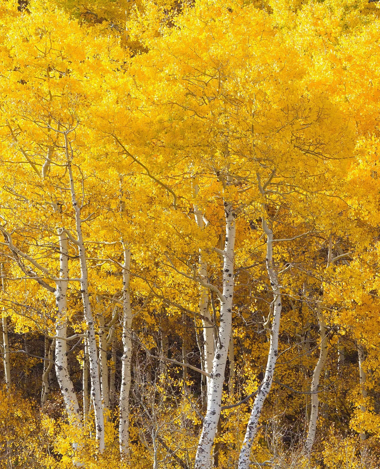 50 Bareroot Quaking Aspen Trees 18-24 Inches Tall I633