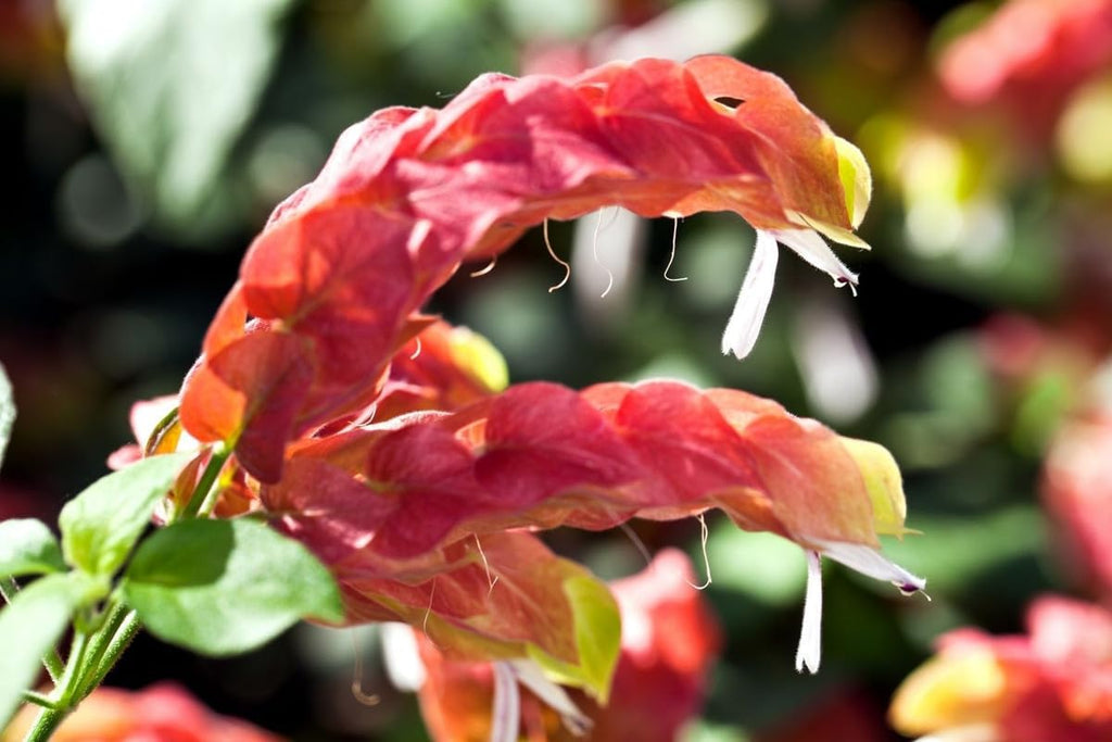 4 Shrimp Live Plants, Justica Brandegeana Plant from 5 Inches Tall Seedling T7306