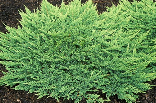 10 Live Plants Evergreen Ground Cover G139111