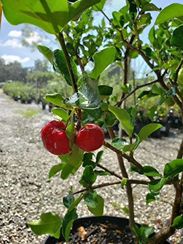 Live Plant in a 6 Inch Grower's Pot Edible Fruit Bearing Tree W16356
