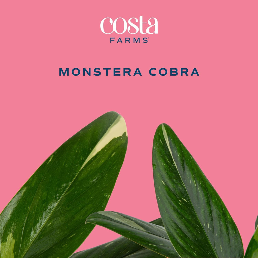 Monstera Cobra Live Plant in 6-Inch Self-Watering Houseplant Pot A8172
