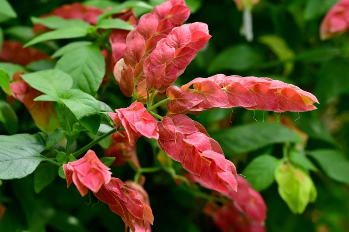 4 Shrimp Live Plants, Justica Brandegeana Plant from 5 Inches Tall Seedling T7306