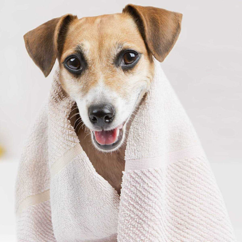Oatmeal Dog Shampoo O8912