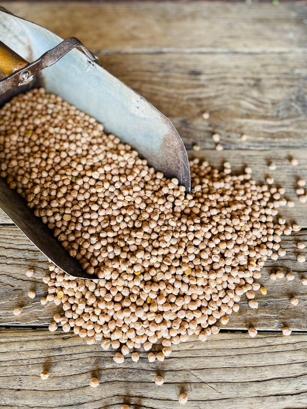 Chickpeas, Garbanzo Beans, Non-GMO, Kosher, 50 lbs B9592