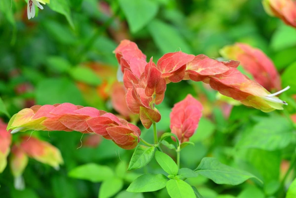 4 Shrimp Live Plants, Justica Brandegeana Plant from 5 Inches Tall Seedling T7306
