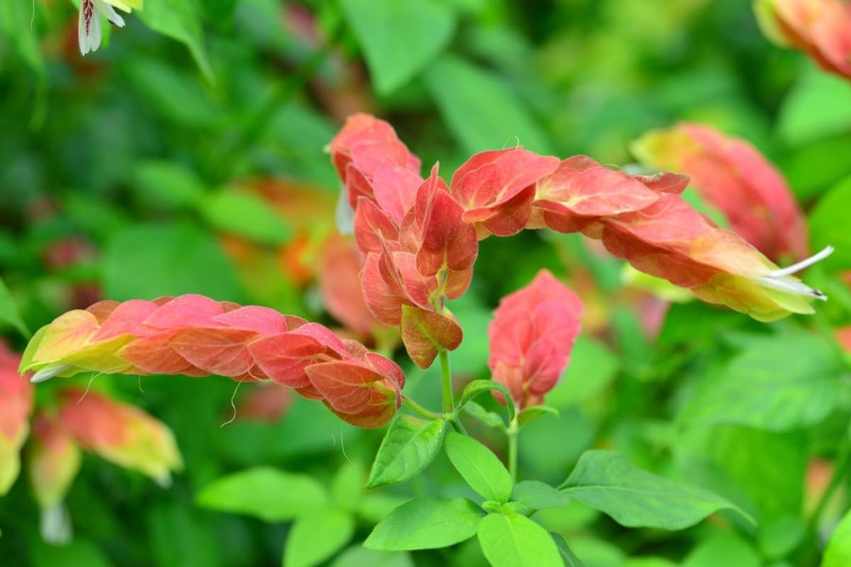 4 Shrimp Live Plants, Justica Brandegeana Plant from 5 Inches Tall Seedling T7306