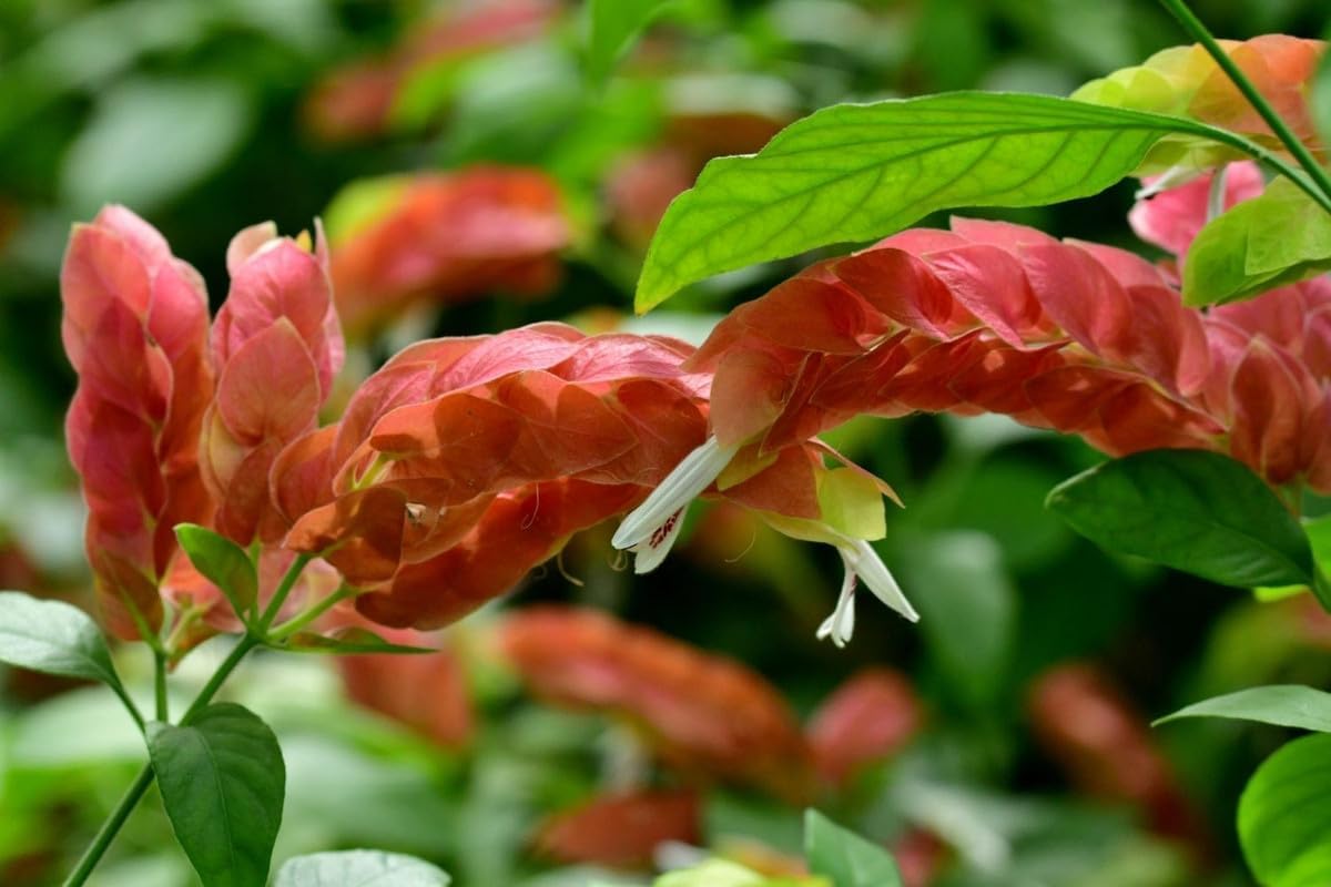 4 Shrimp Live Plants, Justica Brandegeana Plant from 5 Inches Tall Seedling T7306
