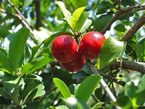Live Plant in a 6 Inch Grower's Pot Edible Fruit Bearing Tree W16356
