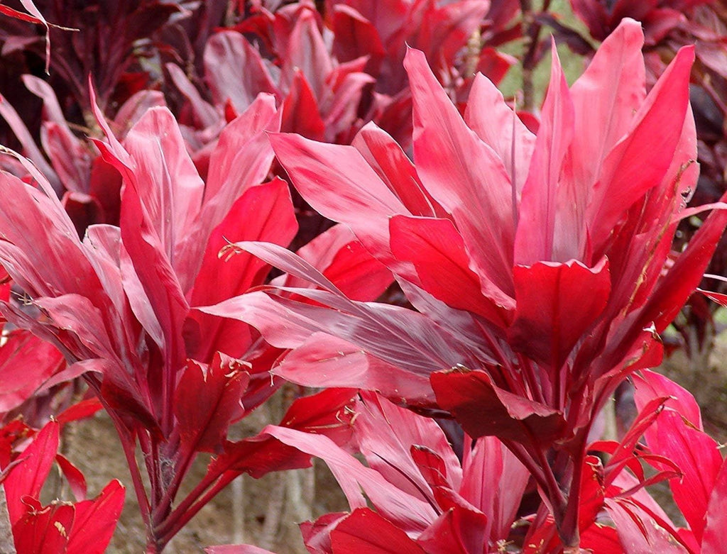 2 Logs Hawaiian Red Ti Leaf Plant N159