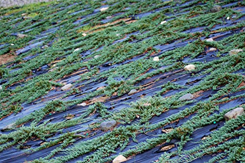 10 Live Plants Evergreen Ground Cover G139111