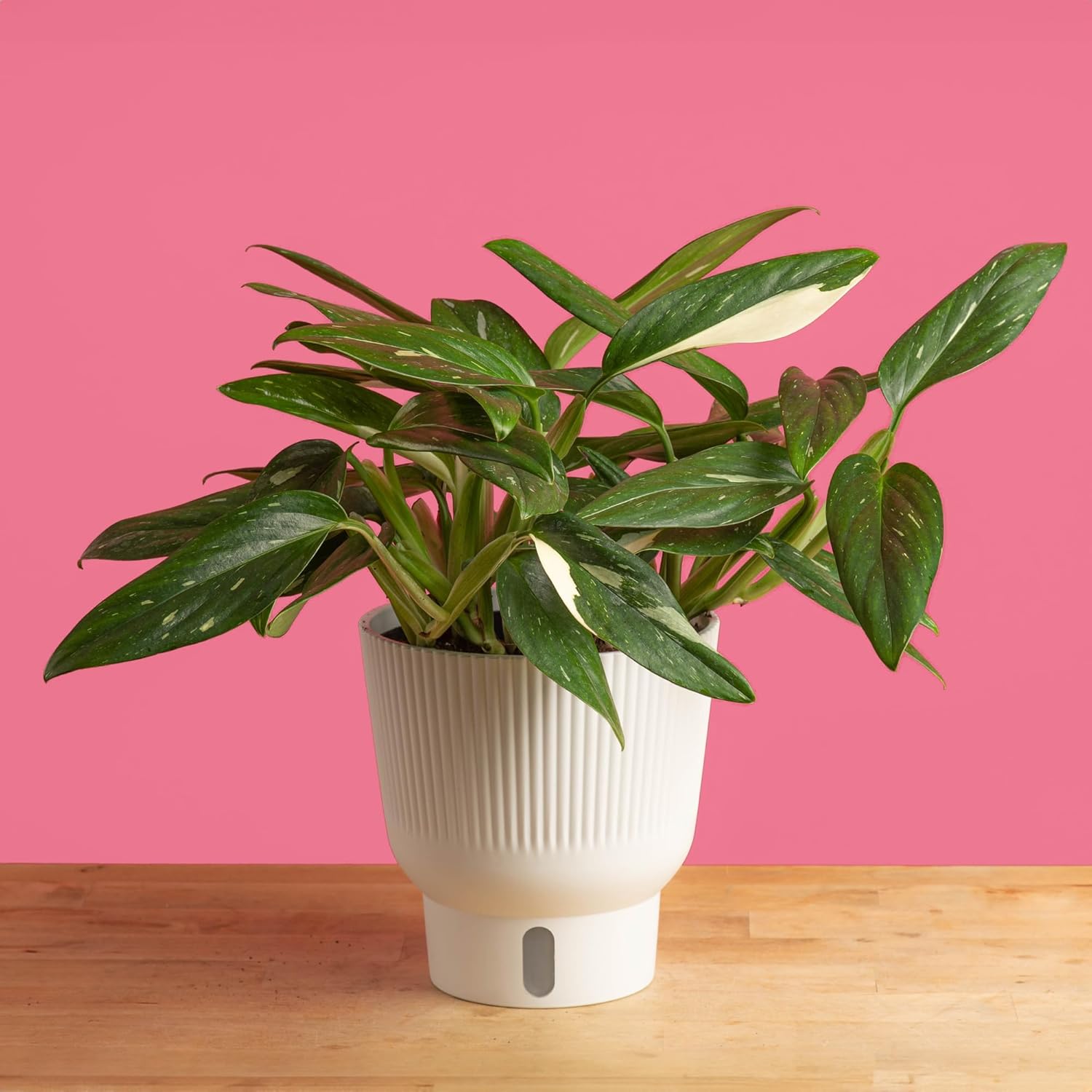 Monstera Cobra Live Plant in 6-Inch Self-Watering Houseplant Pot A8172