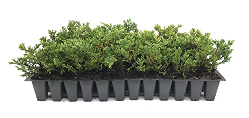 10 Live Plants Evergreen Ground Cover G139111