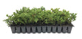 10 Live Plants Evergreen Ground Cover G139111
