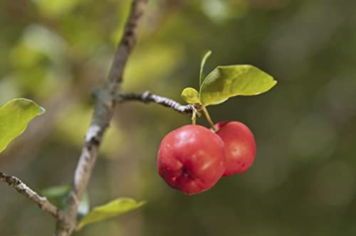 Live Plant in a 6 Inch Grower's Pot Edible Fruit Bearing Tree W16356
