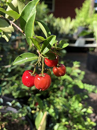 Live Plant in a 6 Inch Grower's Pot Edible Fruit Bearing Tree W16356