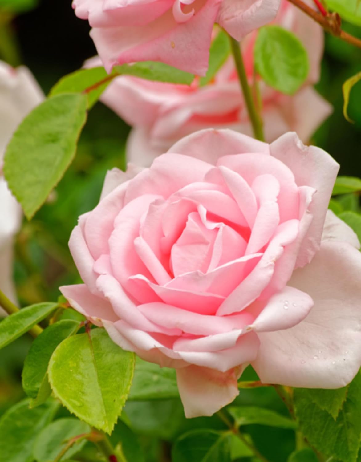 Pink Climbing Rose Bushes Live Plant, Starter Size, 4 to 10 Inch Tall O57255
