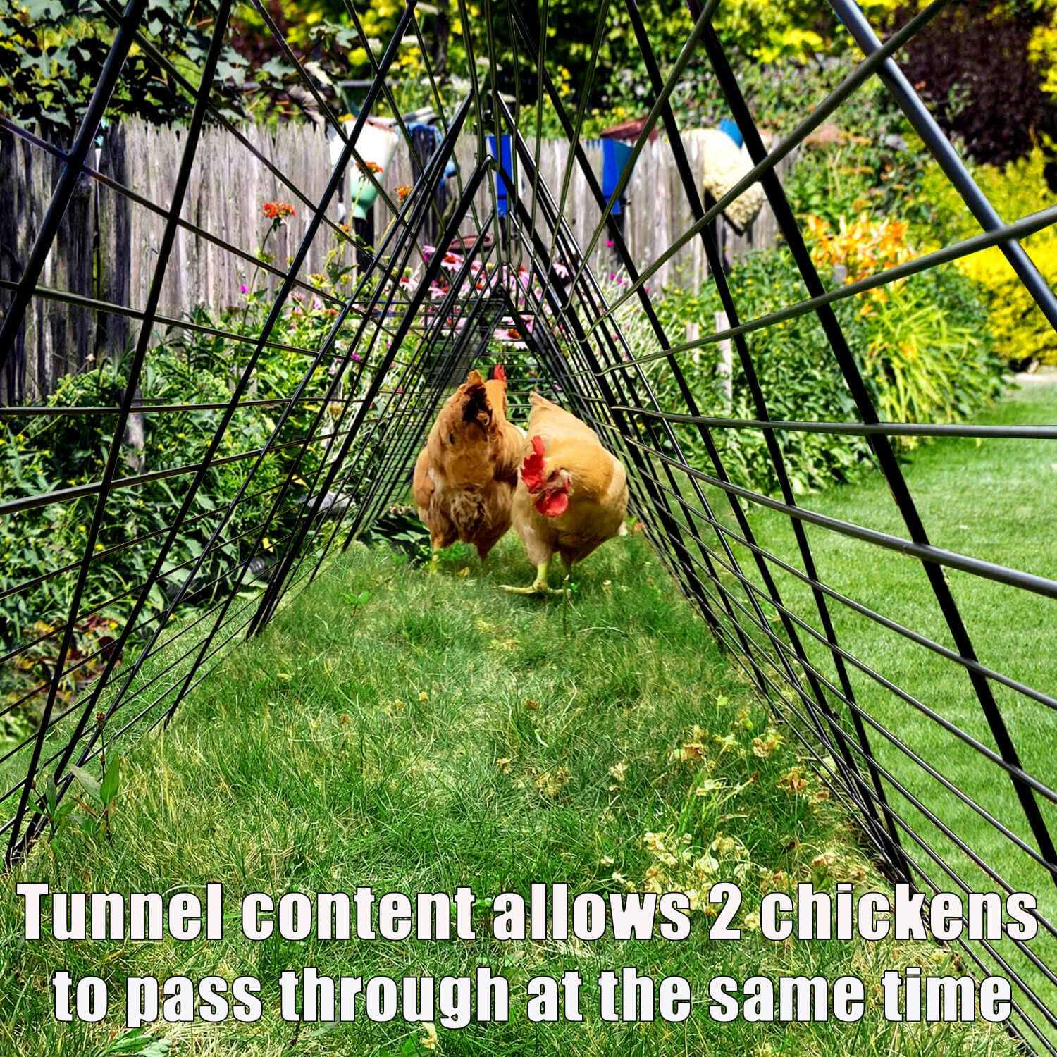 Chicken Tunnels O763411