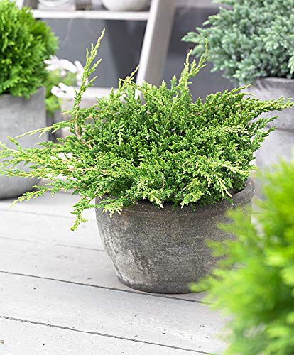 10 Live Plants Evergreen Ground Cover G139111
