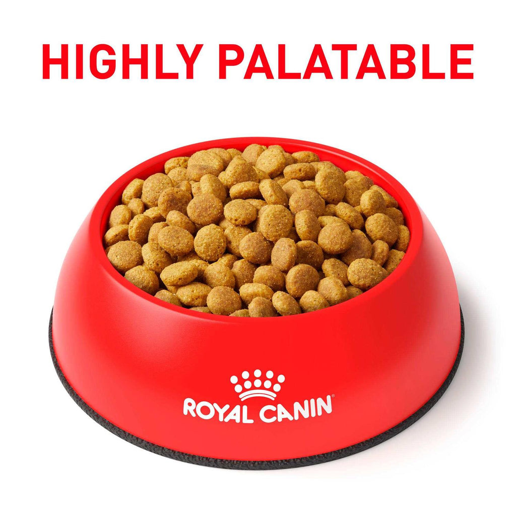 Veterinary Diet Feline Renal Support A Dry Food B788