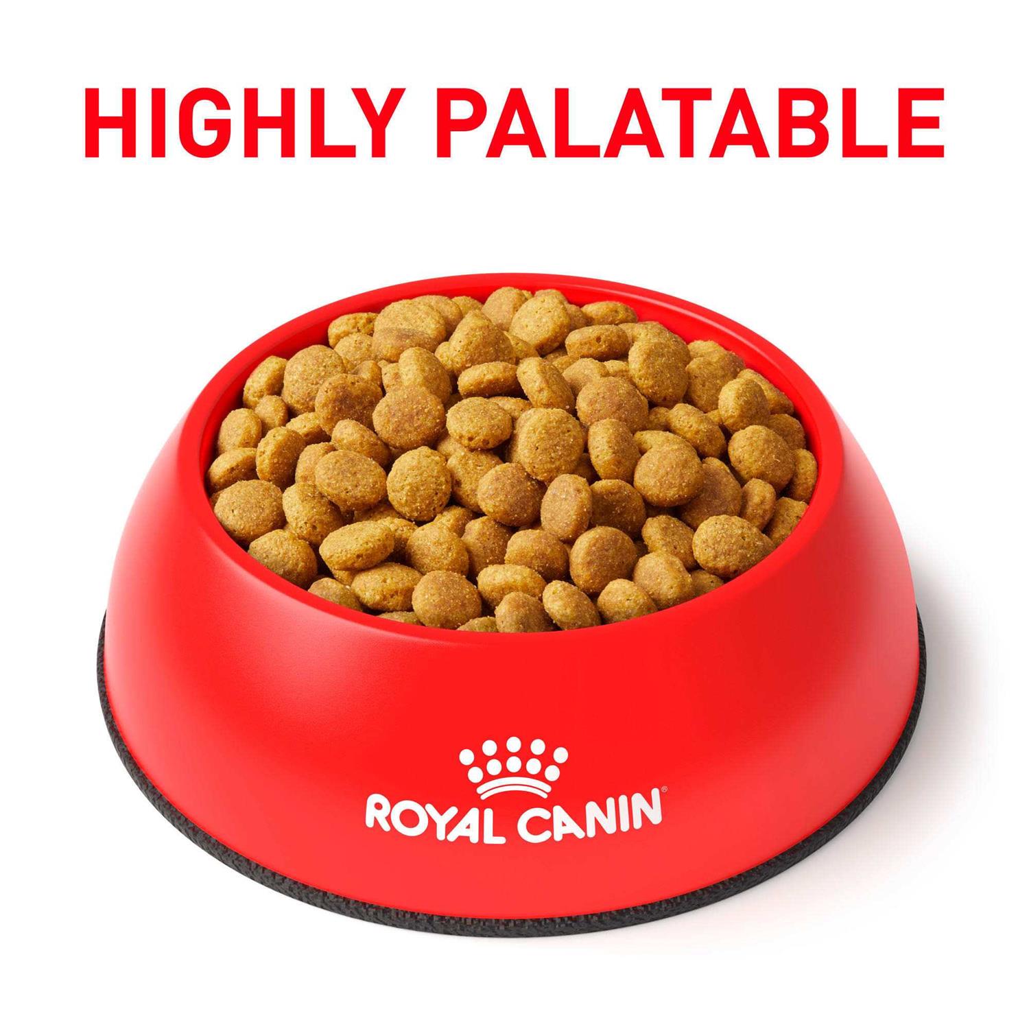 Veterinary Diet Feline Renal Support A Dry Food B788