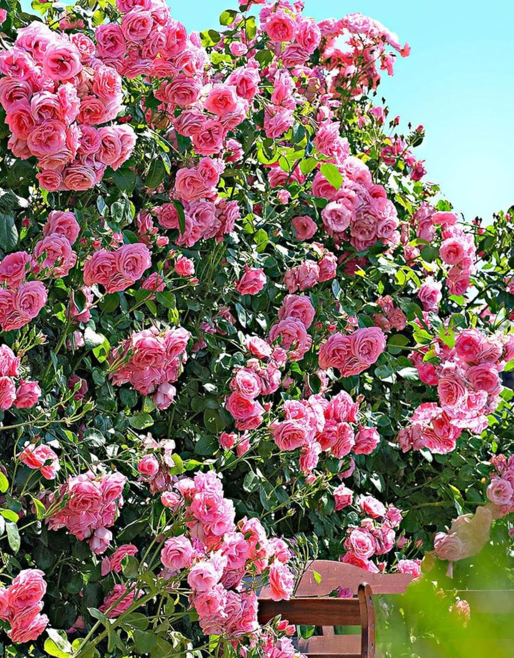 Pink Climbing Rose Bushes Live Plant, Starter Size, 4 to 10 Inch Tall O57255