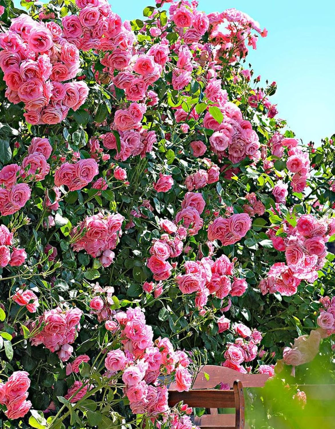 Pink Climbing Rose Bushes Live Plant, Starter Size, 4 to 10 Inch Tall O57255