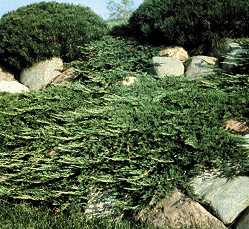 10 Live Plants Evergreen Ground Cover G139111
