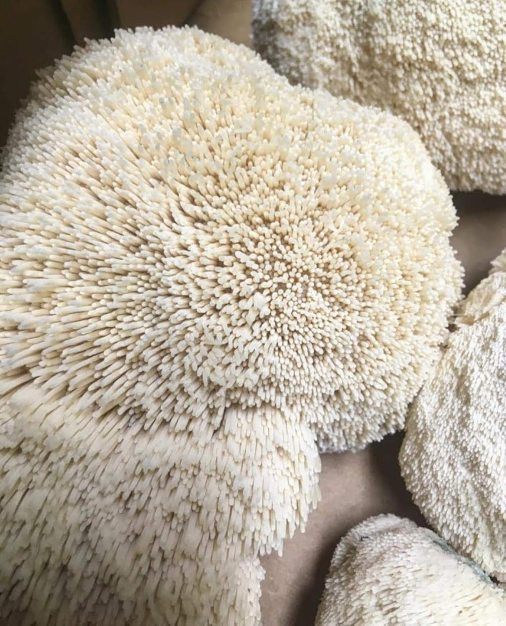 100 Lion's Mane Mushroom Spawn Plugs K394