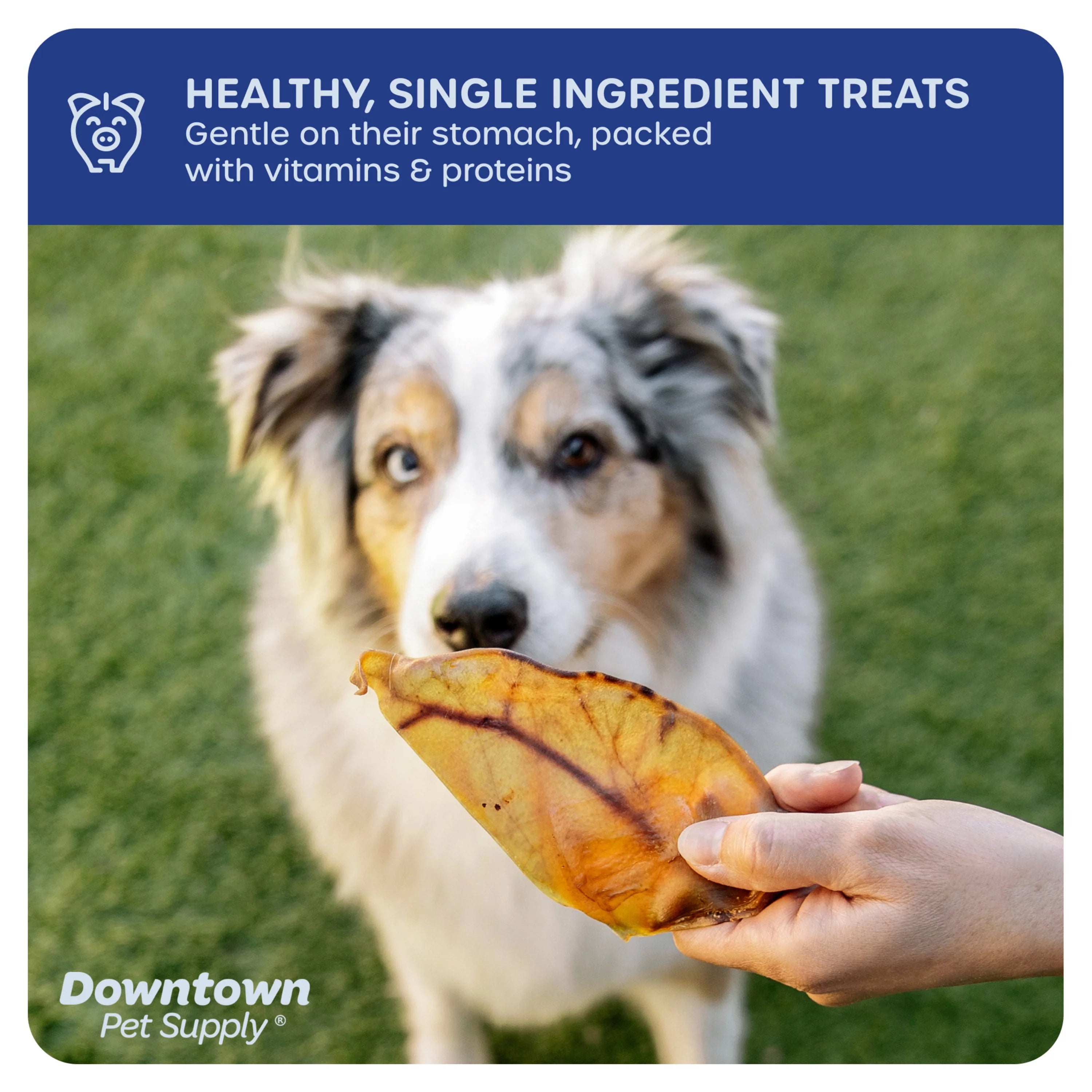 35 Pack Pig Ears Dog Chews Y1362