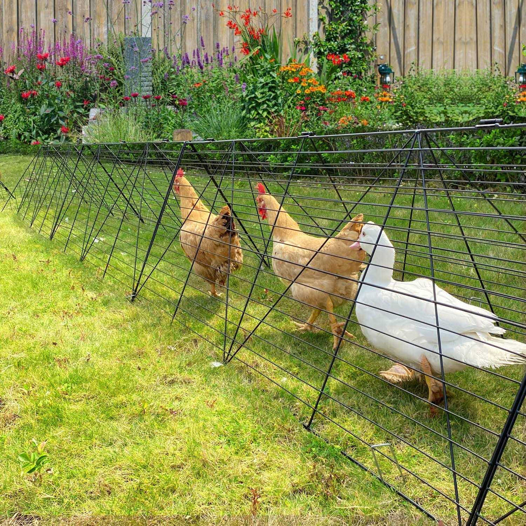 Chicken Tunnels O763411