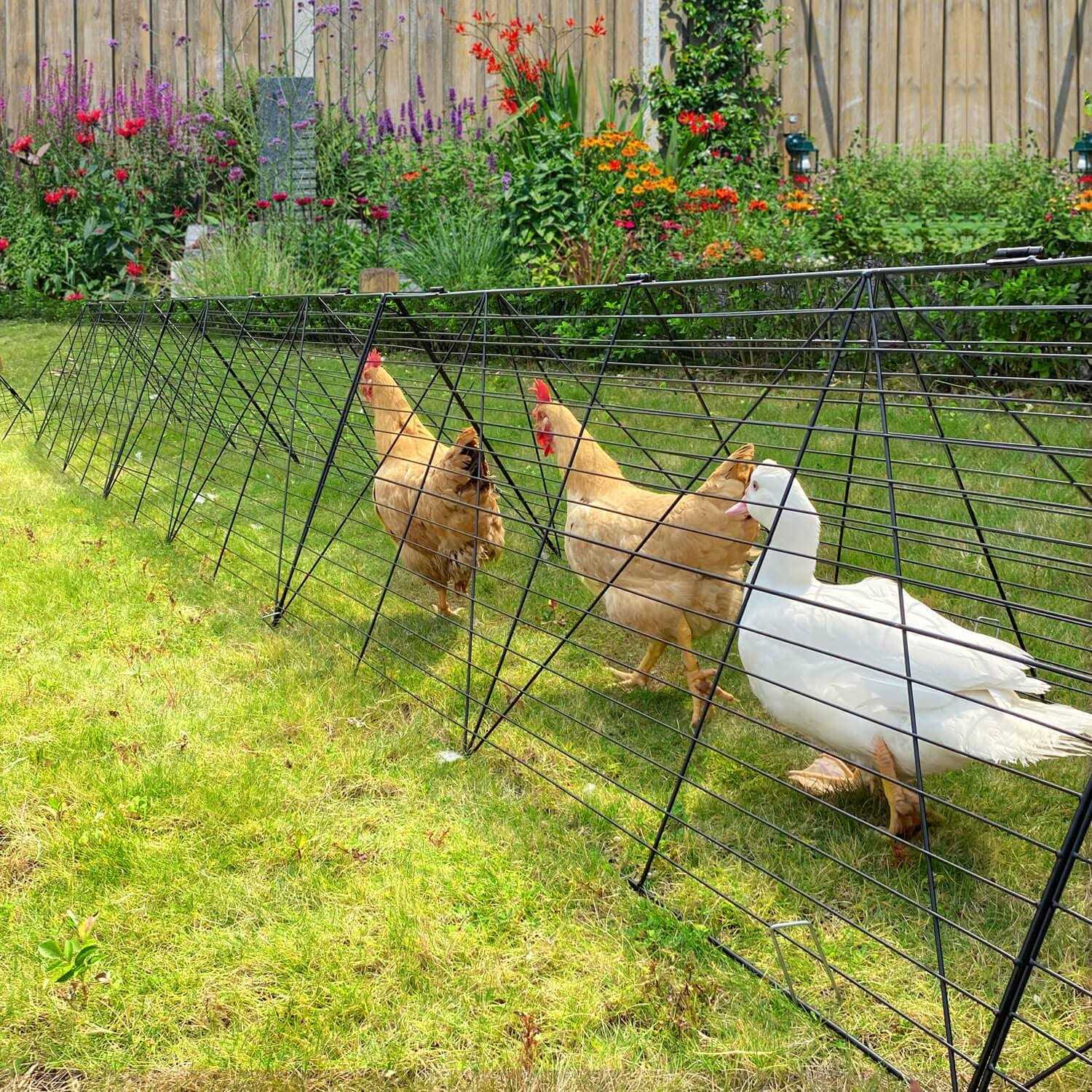 Chicken Tunnels O763411