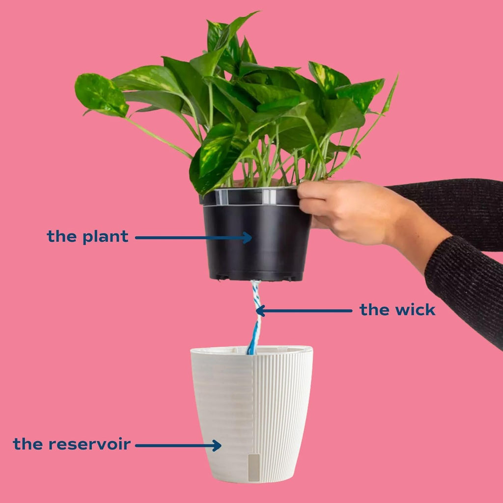 Monstera Cobra Live Plant in 6-Inch Self-Watering Houseplant Pot A8172