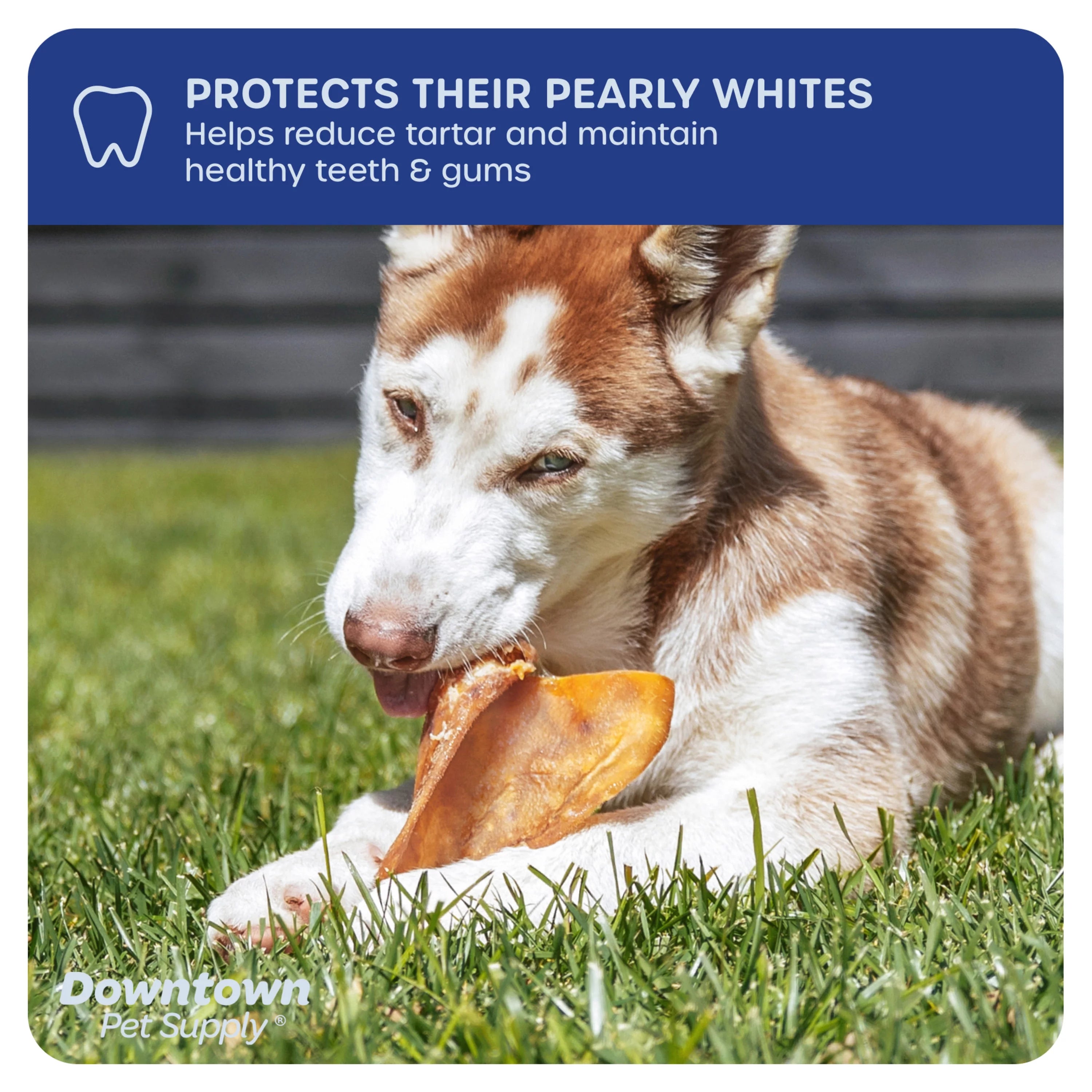 35 Pack Pig Ears Dog Chews Y1362