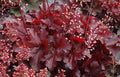 Deep Red Heuchera Shade Perennial Gallon Pot Z51720