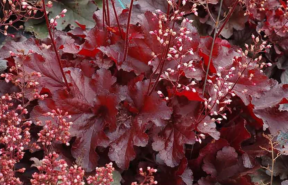Deep Red Heuchera Shade Perennial Gallon Pot Z51720