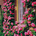 Pink Climbing Rose Bushes Live Plant, Starter Size, 4 to 10 Inch Tall O57255