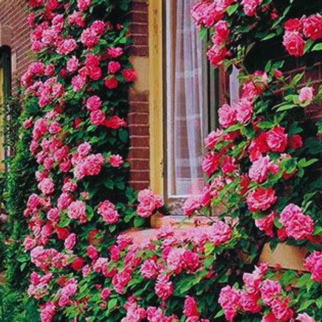 Pink Climbing Rose Bushes Live Plant, Starter Size, 4 to 10 Inch Tall O57255