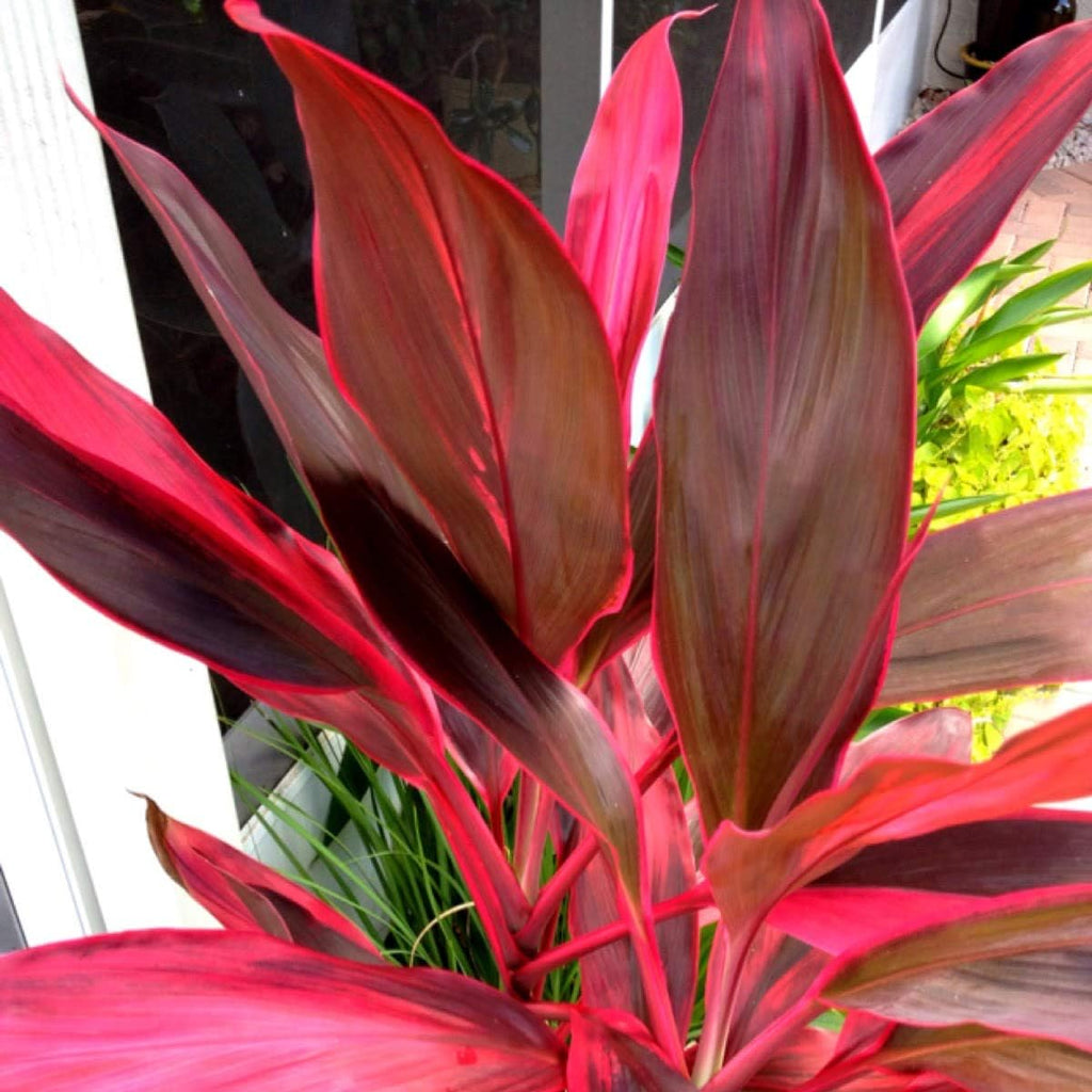 2 Logs Hawaiian Red Ti Leaf Plant N159