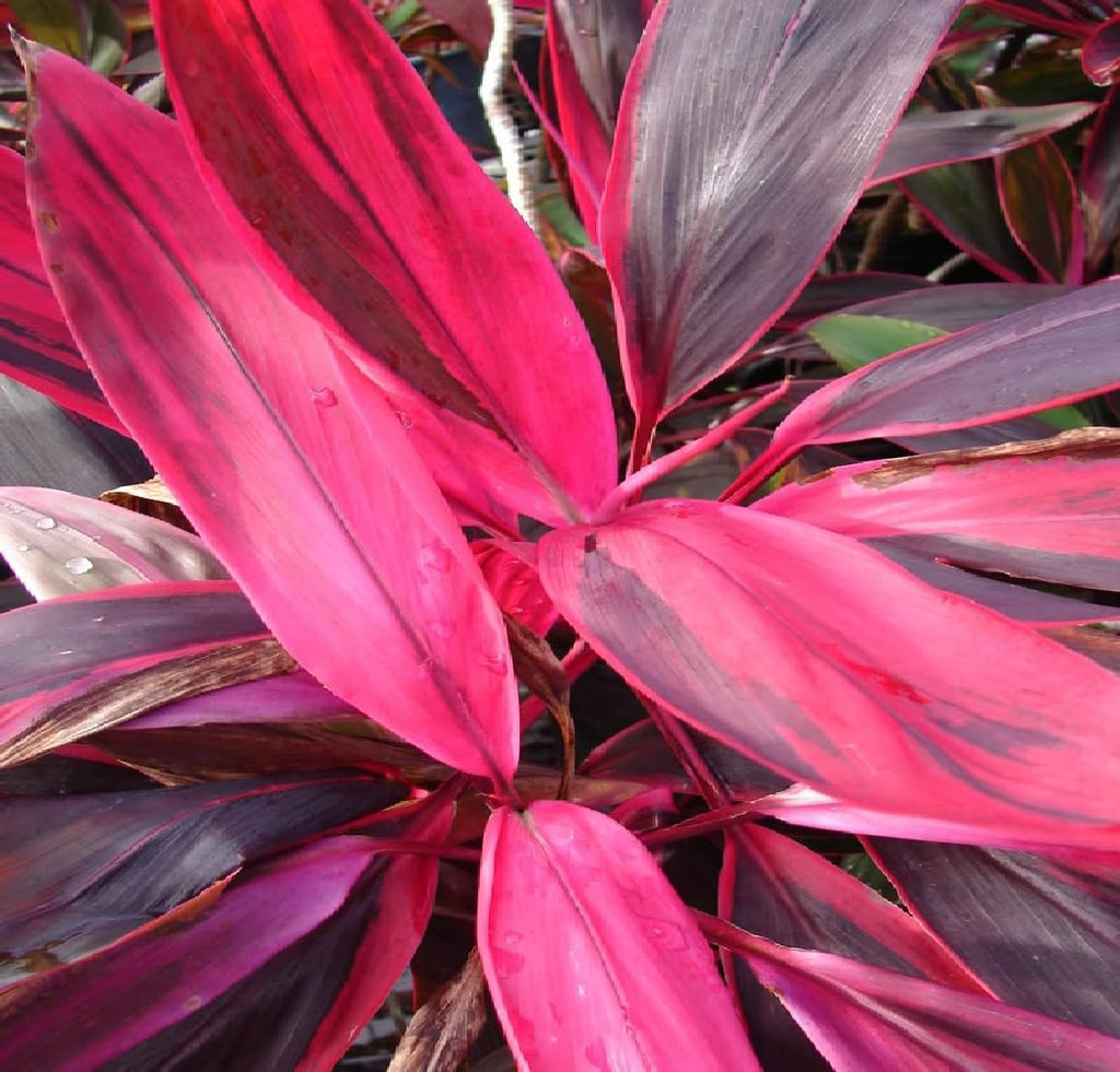 2 Logs Hawaiian Red Ti Leaf Plant N159