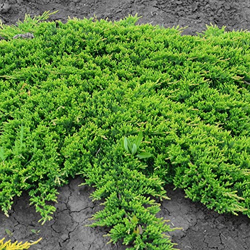 10 Live Plants Evergreen Ground Cover G139111