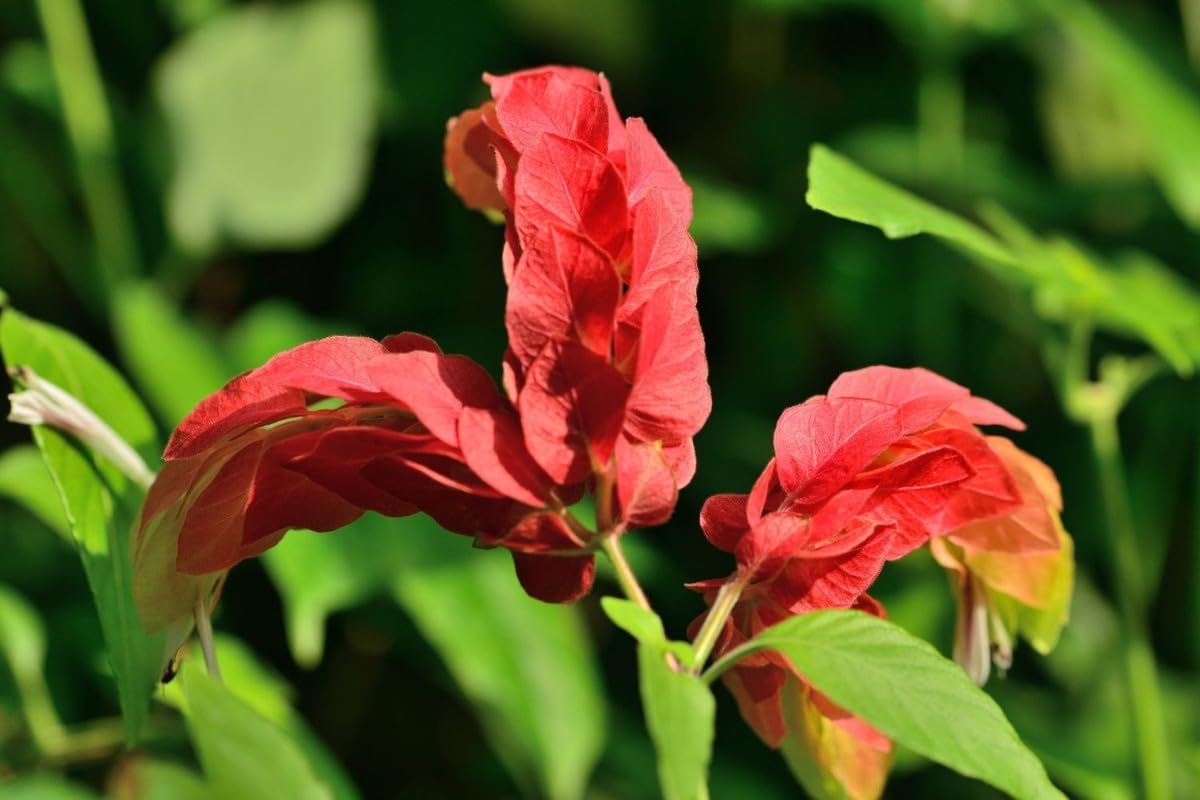 4 Shrimp Live Plants, Justica Brandegeana Plant from 5 Inches Tall Seedling T7306