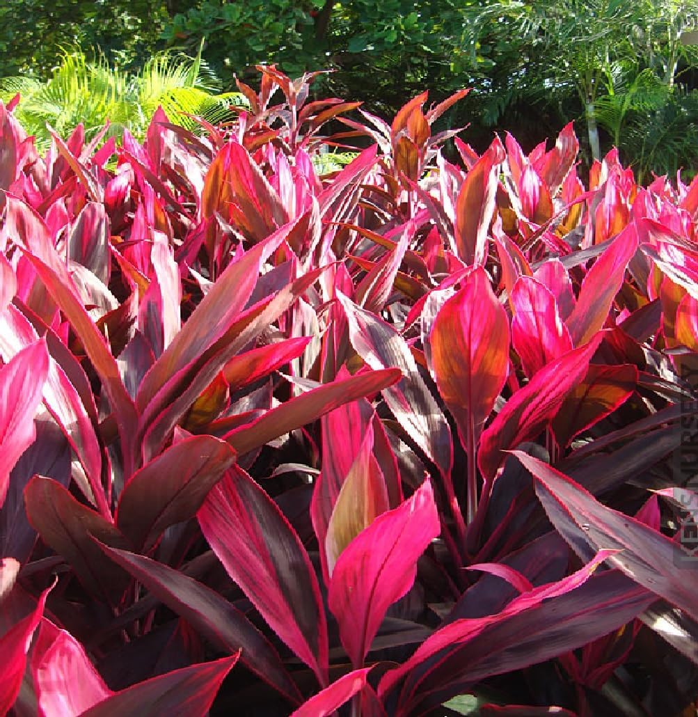 2 Logs Hawaiian Red Ti Leaf Plant N159