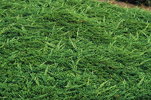 10 Live Plants Evergreen Ground Cover G139111