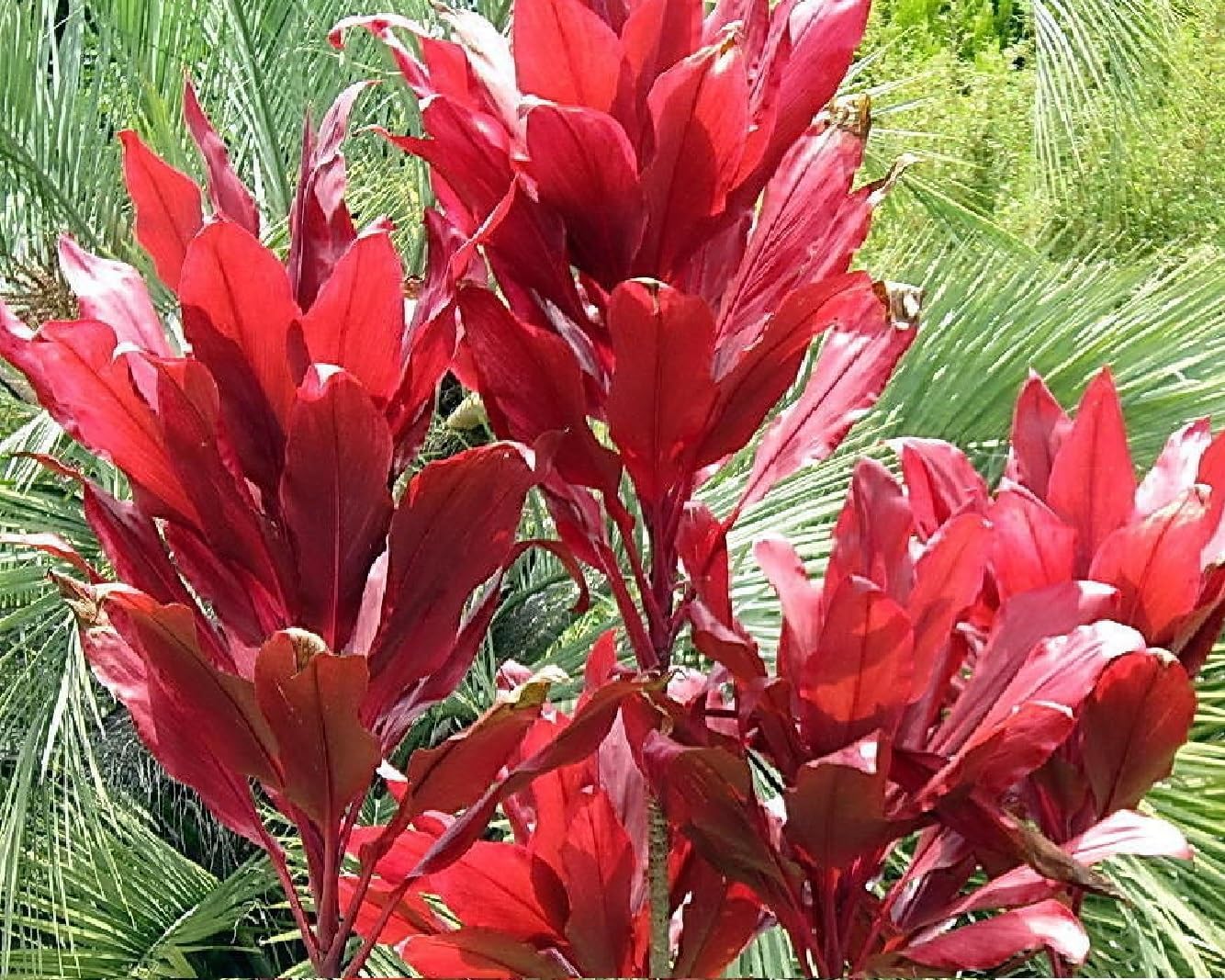 2 Logs Hawaiian Red Ti Leaf Plant N159