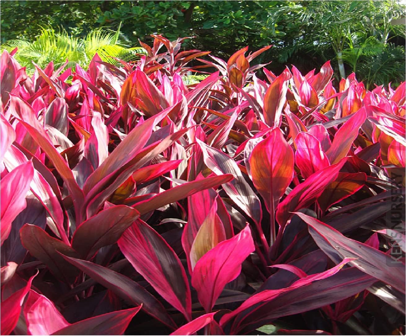 2 Logs Hawaiian Red Ti Leaf Plant N159